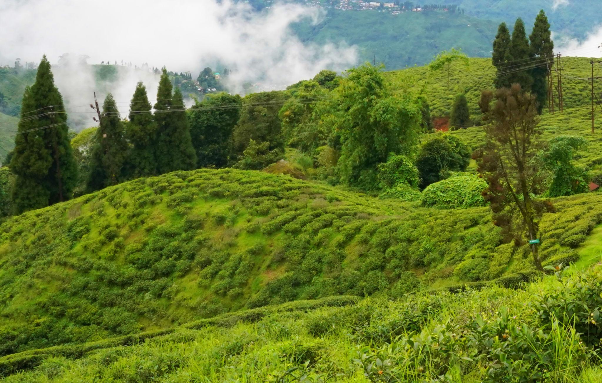 Darjeeling Tea Gardens